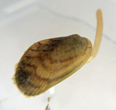 Arcuatula senhousia