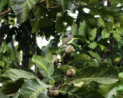 Myiarchus ferox