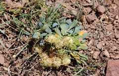 Gamocarpha scapigera