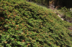 Ceanothus fresnensis