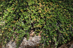 Ceanothus fresnensis