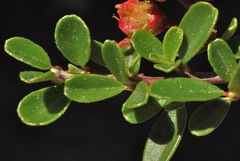 Ceanothus fresnensis
