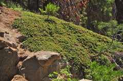 Ceanothus fresnensis