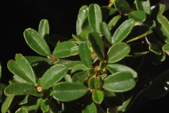 Ceanothus fresnensis
