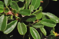 Ceanothus fresnensis