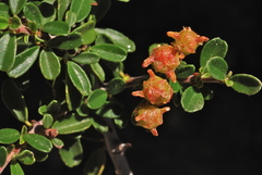 Ceanothus fresnensis