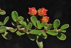 Ceanothus fresnensis