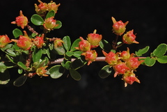Ceanothus fresnensis