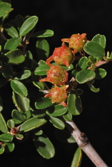 Ceanothus fresnensis