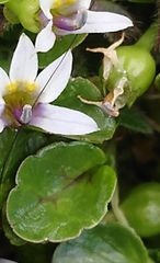 Lobelia pratiana