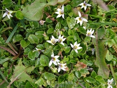 Lobelia pratiana