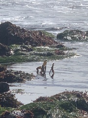 Laminaria setchellii