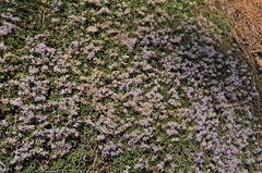 Ceanothus fresnensis