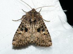 Neumichtis mesophaea