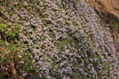 Ceanothus fresnensis
