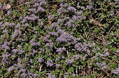 Ceanothus fresnensis