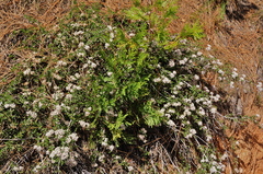 Ceanothus fresnensis