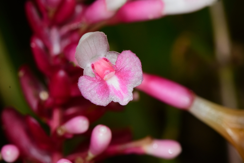 Renealmia jamaicensis