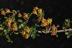 Ceanothus fresnensis