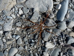 Epilobium microphyllum