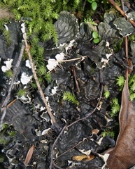 Peltigera dolichorhiza image