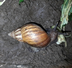 Lissachatina fulica