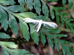 Pterophorus monospilalis