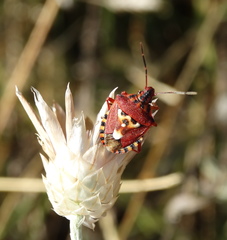 Codophila varia