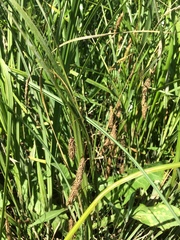 Carex paleacea