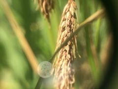 Carex paleacea