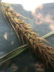 Carex paleacea