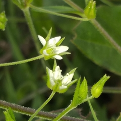 Arenaria lanuginosa