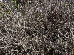 Helichrysum dimorphum