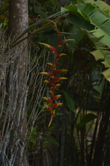 Heliconia platystachys
