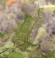 Bryopsis corticulans