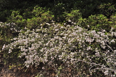Ceanothus fresnensis
