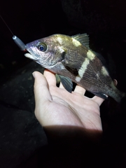 Cheilotrema saturnum