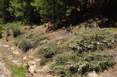 Ceanothus fresnensis
