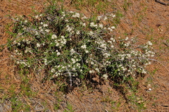 Ceanothus fresnensis