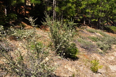 Ceanothus fresnensis
