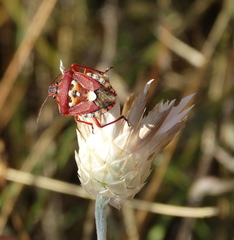 Codophila varia