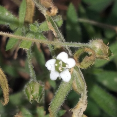 Arenaria lanuginosa