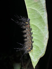 Pseudautomeris salmonea