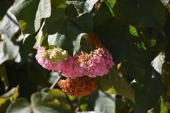 Dombeya cacuminum