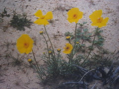 Psilostrophe cooperi