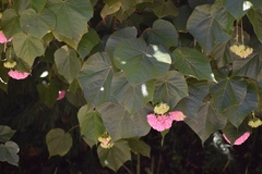 Dombeya cacuminum