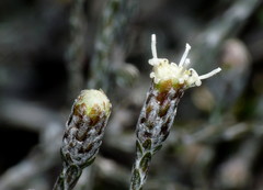 Helichrysum dimorphum