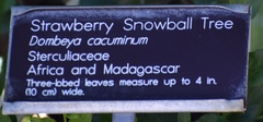 Dombeya cacuminum