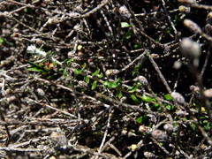 Helichrysum dimorphum