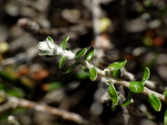 Helichrysum dimorphum